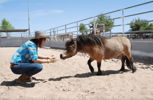 A person in a hat kneels to interact with a small pony in a sandy arena under a clear blue sky.