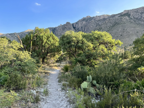 A winding dirt path surrounded by lush greenery, leading towards a mountainous landscape under a clear blue sky.