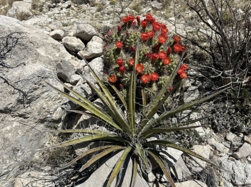 A vibrant red cactus blooms among rocky terrain, surrounded by dry plants and stones.