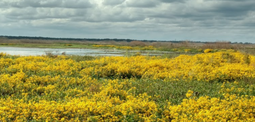 A vibrant field of yellow flowers stretches across a landscape with a cloudy sky and a body of water in the background.