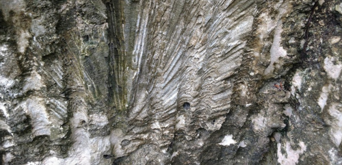 Close-up of textured rock surface with intricate patterns and grooves, showcasing natural geological formations.