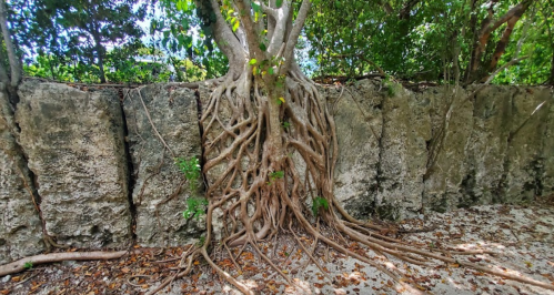 A large tree with extensive roots growing against a stone wall, surrounded by lush greenery.