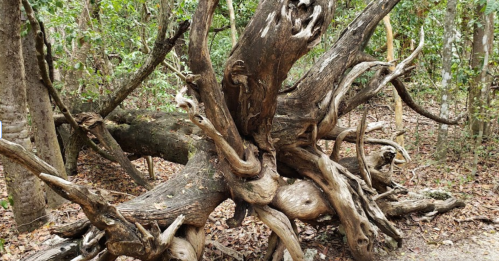 A gnarled tree trunk with twisted branches, surrounded by green foliage and fallen leaves in a forest setting.