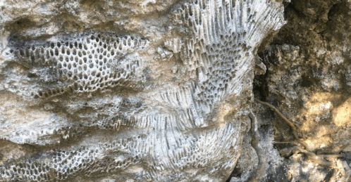 Close-up of textured rock surface with honeycomb-like patterns and rough, weathered edges.