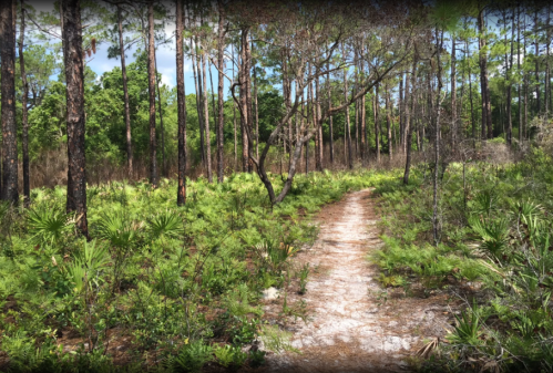 A winding dirt path through a lush forest with tall pine trees and green underbrush.