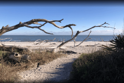 A sandy beach with driftwood and sparse vegetation, overlooking calm waters under a clear blue sky.