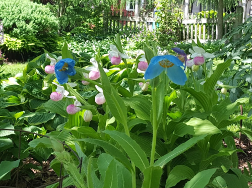 A vibrant garden scene featuring blue and pink flowers surrounded by lush green foliage.