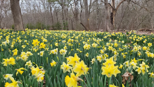 A vibrant field of yellow daffodils blooming among green leaves in a wooded area.