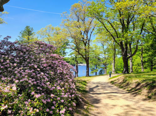 A scenic path lined with blooming flowers and trees, leading to a calm body of water under a clear blue sky.