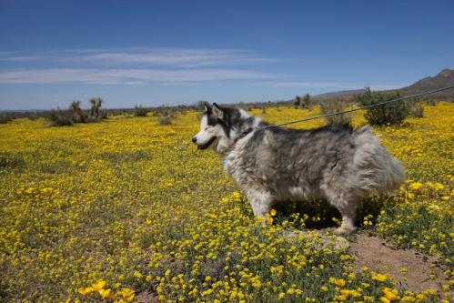 A fluffy dog stands on a leash in a vibrant field of yellow flowers under a clear blue sky.