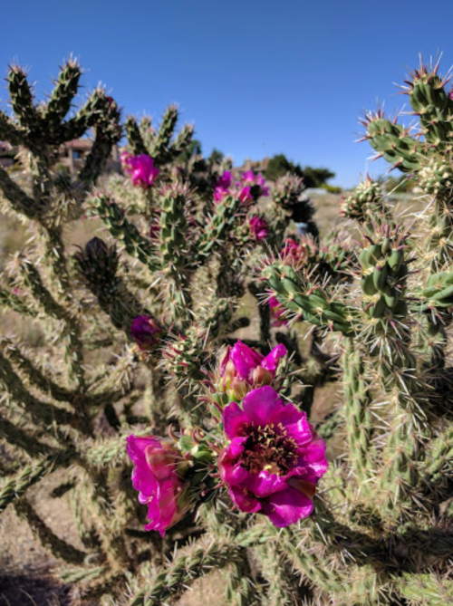 A close-up of a cactus with vibrant pink flowers against a clear blue sky.