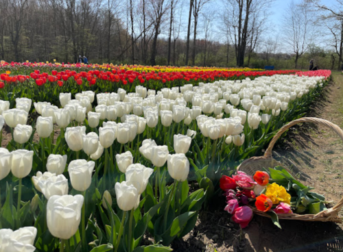 A vibrant field of tulips in various colors, with a basket of flowers in the foreground under a clear blue sky.