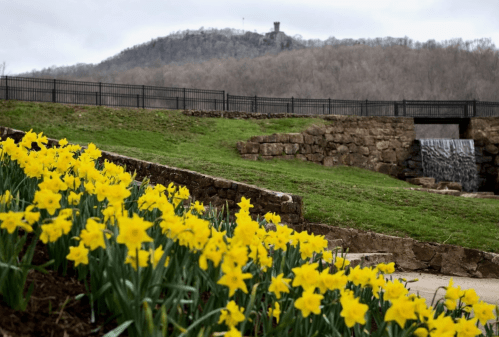 A field of yellow daffodils in the foreground, with a stone wall and a waterfall, and a hill in the background.