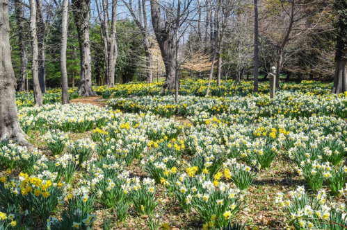 A serene forest scene filled with blooming yellow and white daffodils among bare trees in early spring.