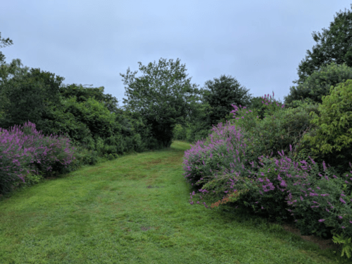 A lush green path lined with vibrant purple flowers and trees under a cloudy sky.