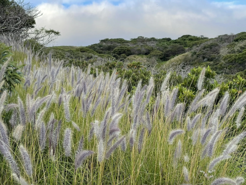 A field of tall, feathery grass sways gently in the breeze, with lush green hills in the background under a cloudy sky.