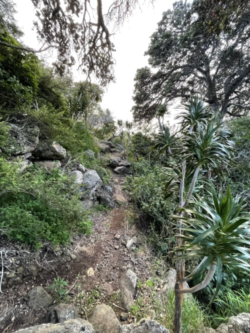 A narrow, rocky path winds through lush greenery and tropical plants in a natural setting.