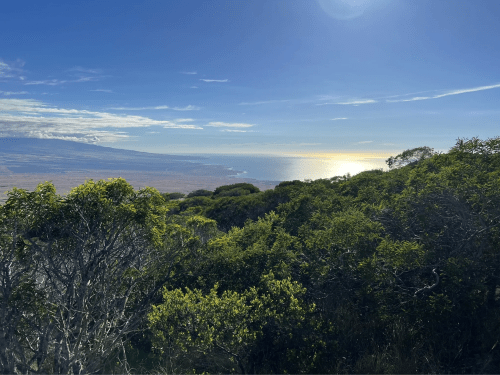 A scenic view of lush greenery overlooking a coastline and ocean under a clear blue sky.