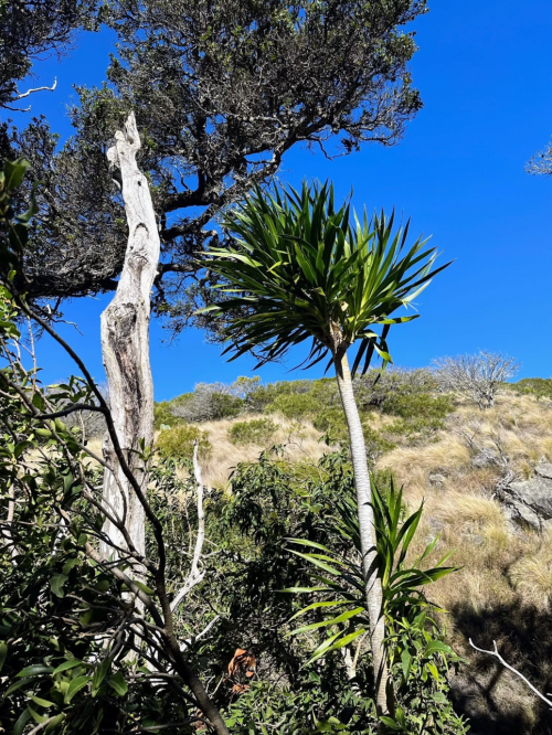 A tall, green plant with spiky leaves stands beside a weathered tree against a clear blue sky and grassy hillside.