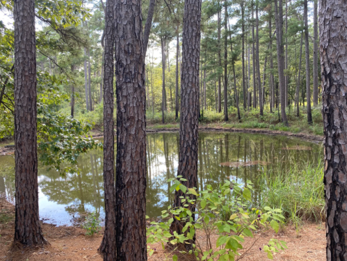 A serene forest scene with tall pine trees surrounding a calm pond, reflecting the greenery and sky.