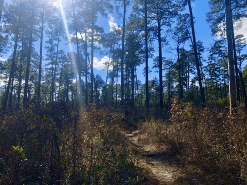 A sunlit forest path surrounded by tall pine trees and underbrush, with blue skies and scattered clouds above.