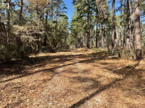 A dirt path through a forest, lined with tall trees and scattered fallen leaves under a clear blue sky.