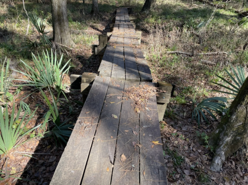 A wooden boardwalk stretches through a wooded area, surrounded by greenery and fallen leaves.