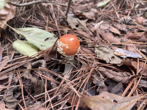 A small orange mushroom with a white cap growing among fallen leaves and pine needles on the forest floor.