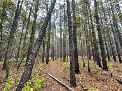 A dense forest of tall pine trees with a carpet of fallen leaves and small green plants on the ground.