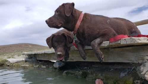 Two brown dogs sitting on a wooden dock, looking over a calm water surface with a cloudy sky in the background.