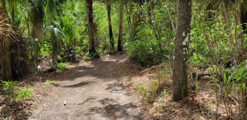 A dirt path winding through a lush, green forest with trees and underbrush on either side.