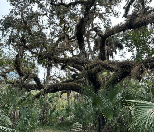 A large, moss-covered tree with sprawling branches surrounded by lush green foliage and palm plants.