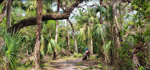 Two people sit on a bench in a lush, green forest surrounded by palm trees and dense vegetation.