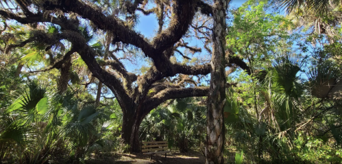A large, moss-covered tree with sprawling branches in a lush, green forest, featuring a wooden bench beneath it.