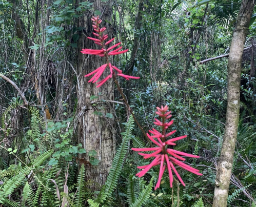 Two vibrant red flowers with elongated petals stand amidst lush green foliage in a dense forest.