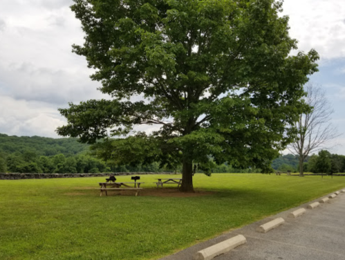 A large tree shades picnic tables in a grassy area, with a cloudy sky and hills in the background.