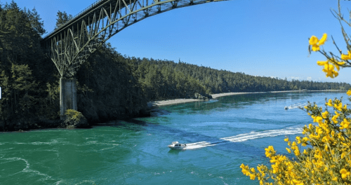 A scenic view of a river with boats, framed by lush greenery and yellow flowers under a clear blue sky.