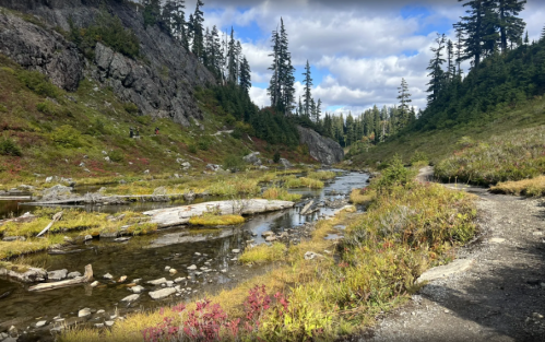 A serene landscape featuring a winding stream, lush greenery, and tall trees under a partly cloudy sky.