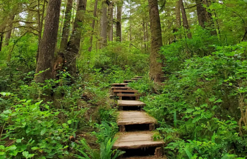 A wooden path winds through a lush, green forest, surrounded by tall trees and dense foliage.