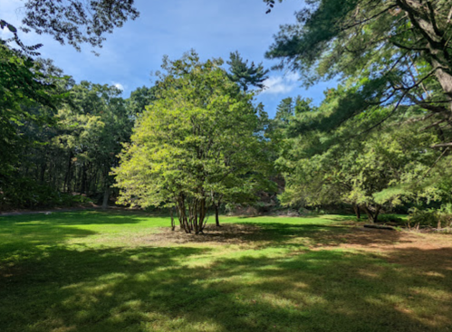 A lush green field surrounded by trees under a clear blue sky.