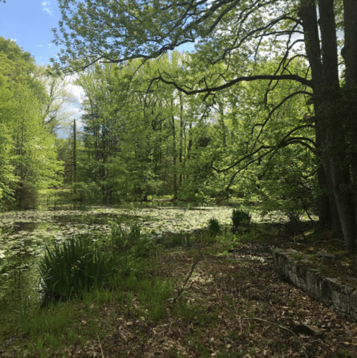 A serene pond surrounded by lush green trees and lily pads, with a stone edge and a clear blue sky above.