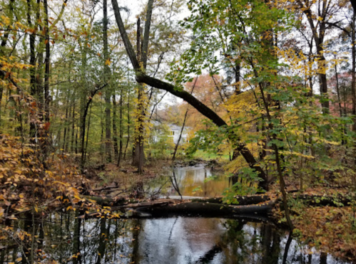 A serene forest scene with a winding creek, surrounded by autumn foliage and a fallen tree.
