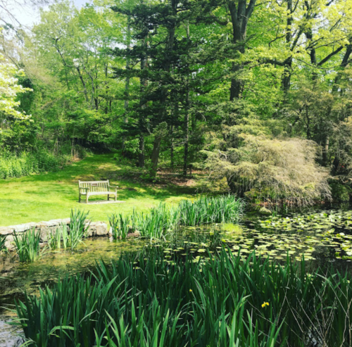 A serene pond surrounded by lush greenery and a wooden bench overlooking the water.