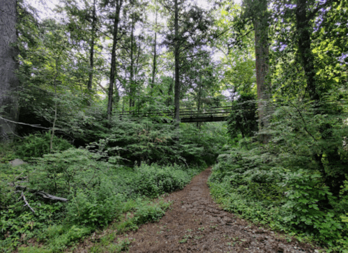 A winding dirt path through a lush green forest, leading to a wooden bridge above.