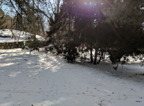 A snowy landscape with trees and shadows, creating a serene winter scene.