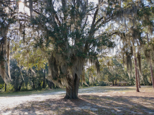 A large tree draped in Spanish moss stands in a sunlit park, surrounded by greenery and a gravel path.