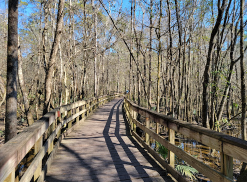 A wooden boardwalk winds through a serene, wooded area with bare trees and a clear blue sky.