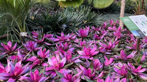 A vibrant display of pink and green bromeliads in a lush garden setting.