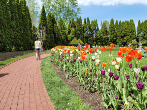 A sunny garden path lined with colorful tulips, with people walking in the background among lush greenery.