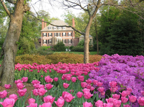 A beautiful garden filled with pink tulips and purple flowers, with a large brick house in the background.